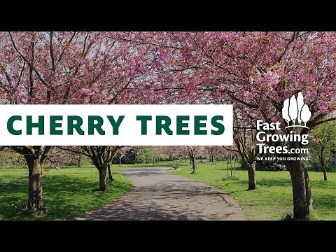 Flowering Cherry Trees - FastGrowingTrees.com