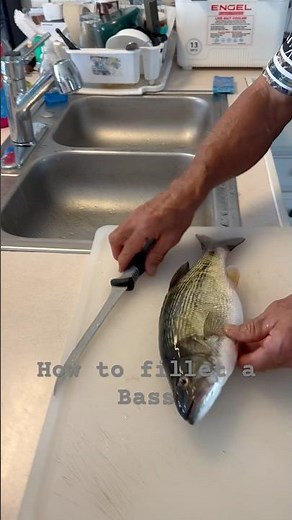 How to fillet a Bass #fishing #fishingvacation #bassfishing #bassfish #filletingfish