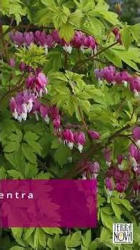 Mother's Day Garden -TERRA NOVA® Nurseries, Inc.