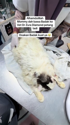 Update tentang Badak ke Doktor Zura Diamond