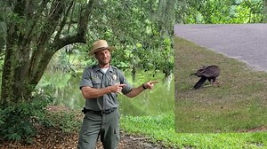 1.9K views · 80 reactions | Ranger Terry is back.....to teach you how to appreciate vultures....and when you see them feeding, not to think "gross!" but think "thanks!" Tune in -- ya buzzard. | South Carolina State Parks | Facebook