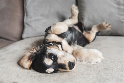9-week-old cocker spaniel mix left alone, pet cam footage melts hearts