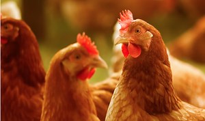 What Is The Red Thing On A Chicken?