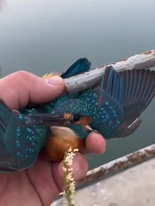 This poor little dude was frozen to the rail and this guy came and saved the day | The Awakening Experience