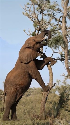 Elephant pushing a tree with it's trunk and tusk to get leaves.