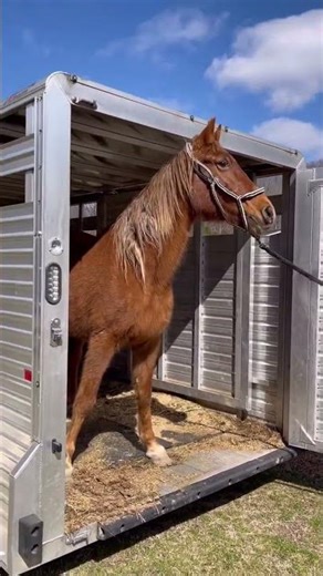 Honeysuckle’s First Steps Into Freedom Will Melt Your Heart #horse #rescue