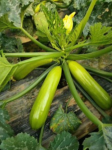 [Hot Item] Graines de courgette chinoise Graines de légumes