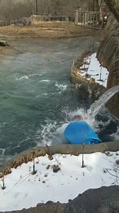 55K views · 1.5K reactions | Cairo is all of us with that springtime feeling.   Video by Kentucky McDaniel | Kansas City Zoo & Aquarium | Facebook