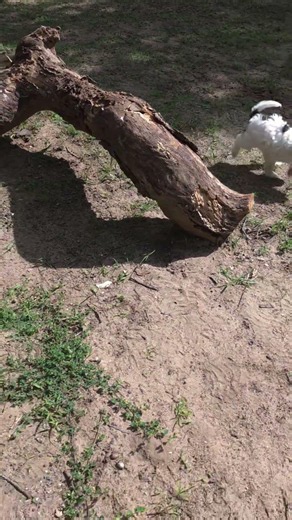 Lagotto Puppy I/4