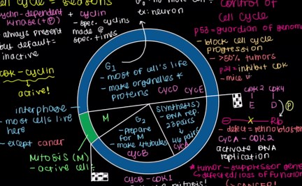 Loss of cell cycle control in cancer