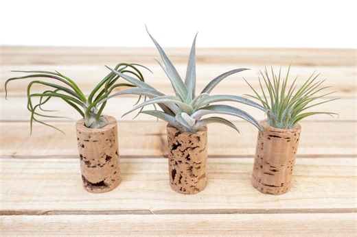 Trio of Wine Cork Magnets With Tillandsia Ionantha Air Plants - Sets of 3, 6, or 9 - 30 Day Guarantee - FAST SHIPPING - Etsy