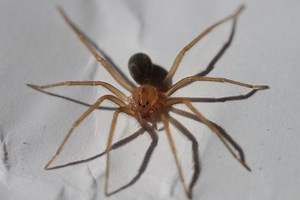 Recluse spider - Alchetron, The Free Social Encyclopedia