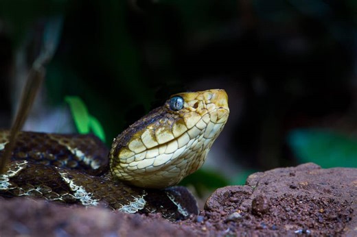 Discover The Fer-De-Lance Pit Viper Bite