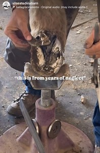 469K views · 7.5K reactions | She was Tag 7811 at the auction, a...