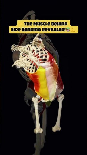 The Muscle Behind Side Bending 💪 | External Oblique Explained