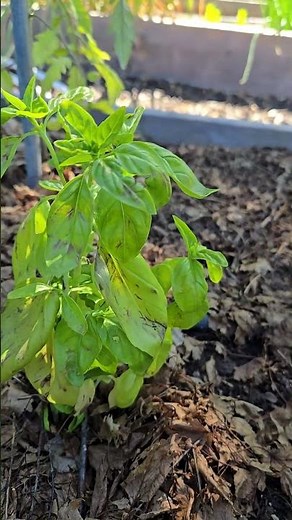 Why your basil has black spots 🌿 #basil #gardeningtips