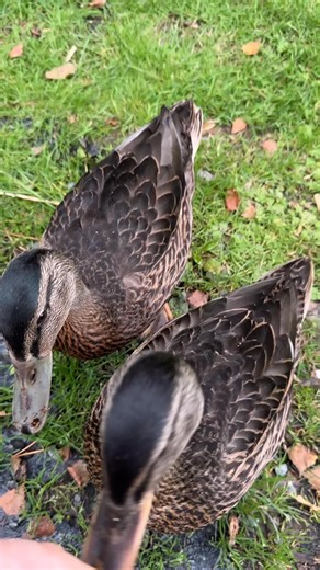 6.8K views · 58 reactions | Do you remember the little ducklings that were handed in a few months ago? Well here they are - all grown up and flown the nest. We have been so privileged to look after them and are delighted that they have found there wings and are making friends. #auchingarrich #perthshire #ducklings #stfillans | Auchingarrich Wildlife Park | Facebook