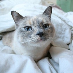 Dormir avec son chat, est-ce vraiment une bonne idée ?