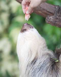 Just hanging around with the sloths 🦥 Meet Abby, an Animal Care Specialist who works with all the small mammals at the park. Like all of our specialists, Abby is very knowledgeable about the animals she works with. | Discovery Cove