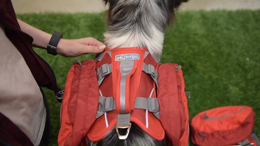 1K views · 22 reactions | Backpacks aren't just for humans! Our...