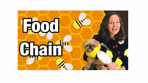 Food Chain Lesson for Kids