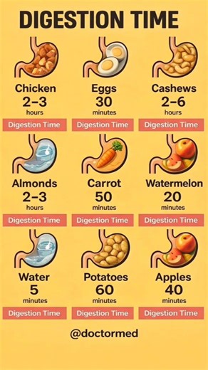 STOP Eating These Together Digestion Times Explained