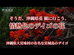 デイゴの花は情熱色で沖縄県の県花｜大宜味村宮城島に咲く有名な情熱赤色のデイゴの花｜情熱の鮮やかな色を放つデイゴの花