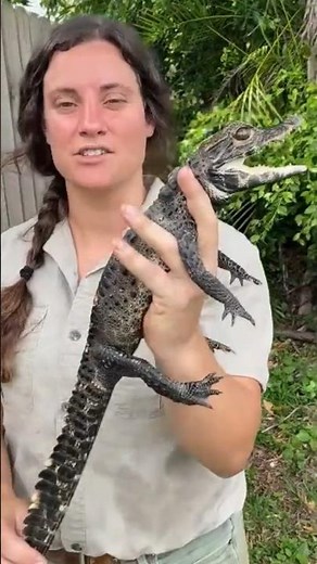 Dwarf Crocodile: The World's Smallest Crocodile! 😮🐊