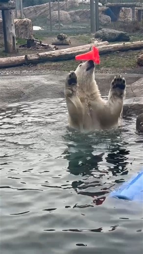 cone you believe Kallik | Oregon Zoo