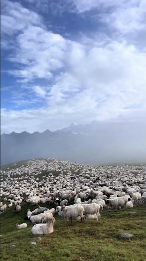 🌄 Dhorpatan Hunting Reserve – Nepal’s Hidden Wilderness! 🐾