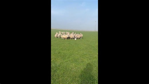 Ragdoll cat leads curious Bluefaced Leicester flock on a walk in Scotland, UK