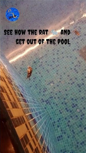 See how the rat and cockroach get out of the pool| ‪@PoolWala‬