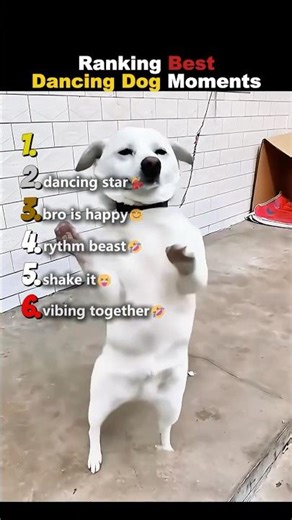 Ranking Dogs Who Can Actually Dance Better Than Most #dogranking #funny #viral