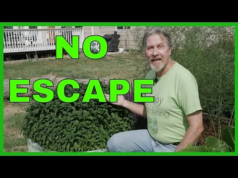 How to Grow Mint in Your Garden