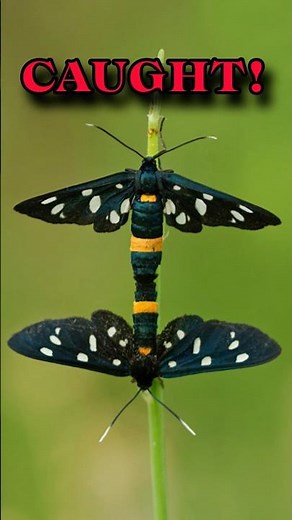 INSECT MATING 🦋| Rare Nature Moment Caught on Camera! #shorts