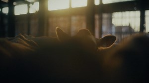 De la Ferme Lizière à la pinte! 🐄🥛 Dans cette capsule, rencontrez Alain Lemieux, producteur de lait du Bas-Saint-Laurent qui mise sur la simplicité et le respect du vivant pour offrir un lait bio d’exception. 🎬 | La Famille du lait
