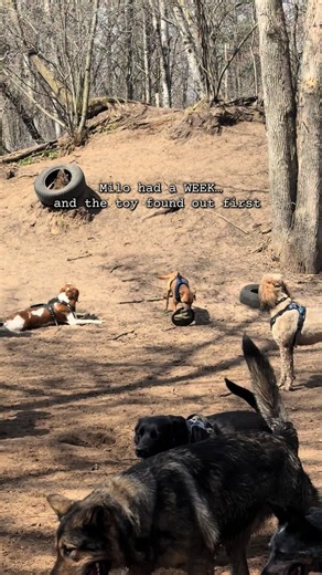 Milo had a WEEK… and the toy found out first #dogpack | dog toy