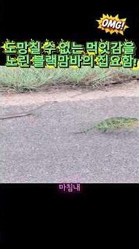 도망칠 수 없는 먹잇감을 노린 블랙맘바의 집요함! #블랙맘바 #카멜레온 #뱀 #야생동물 #자연다큐