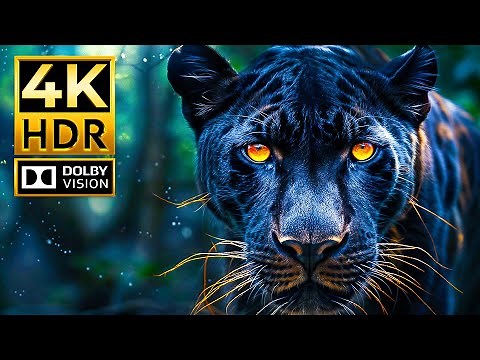 Wonderful 4K Videos | Amazing Wild Animals in Dolby Vision 4K HDR 120fps (Colorful Animal Life)