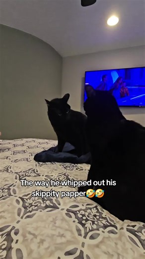 It was spring loaded.#fyp #foryoupage #cats #catsoftiktok #blackcatsoftiktok