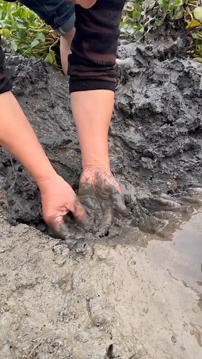 171K views · 755 reactions | Catching Hidden Fish Deep in Mud! #villagelife #fishing #fishingvideos #fishinglife #fish | Kawsaruzzaman Molla | Facebook