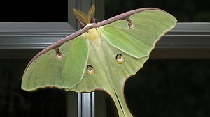 Turn on your porch lights for National Moth Week