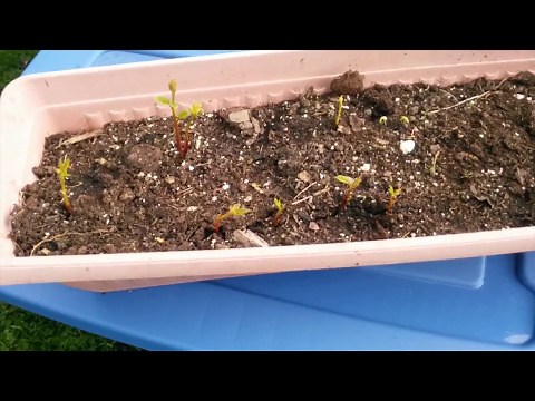 Growing walnut trees from seed!!