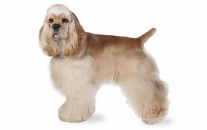 Cocker Spaniel Dog Breed Info, stats (Photos & Videos) - PetCare