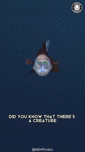 Barreleye Fish 🐠 The SEE-THROUGH Head Fish! This deep-sea creature has a transparent skull that shows its eyes floating inside. It looks upward through its own head to spot prey in the dark. You won’t believe how weird its glowing green eyes are! #wildlife #nature #animalfacts #animalvideos | 1 Minute Animals