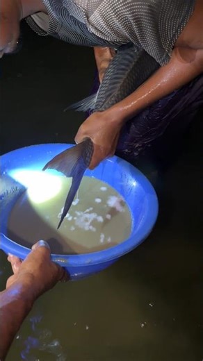 big milk fish breeding eggs one fish breeding #shorts #fishing