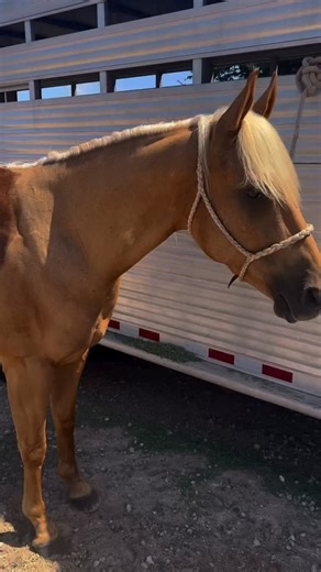 1K views · 23 reactions | “Perfect sweat marks post jackpot thanks to @csisaddlepads “ - @sharp_horses CSIPADS.COM #sharphorses #teamroping #headhorse #horses #horselife #horsetack #csipads #csisaddlepads #handmade #USA #westerntack #tack #rodeo #cowboy CSI Saddle Pads are proudly 100% Handmade in the USA  | CSI Saddlepads | Facebook