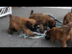 Soft Coated Wheaten Terrier Puppies For Sale