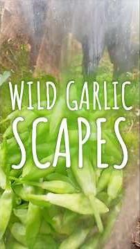 Wild Garlic Scapes Salted & Pickled #wildgarlic #outdoors #foraging #foraging #food #plants #flavour
