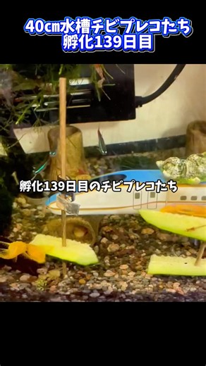 孵化139日目｜チビプレコきゅうりバトル勃発#プレコ #アクアリウム #熱帯魚